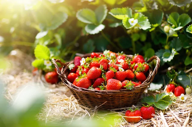 Beeren – Bild 5 von 14