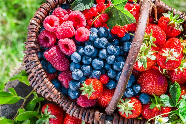 Beeren – Bild 12 von 14