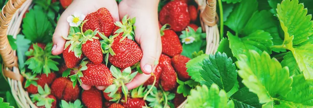 Erdbeeren – Bild 5 von 8