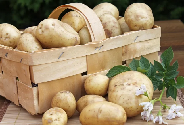 Kartoffeln – Bild 11 von 15