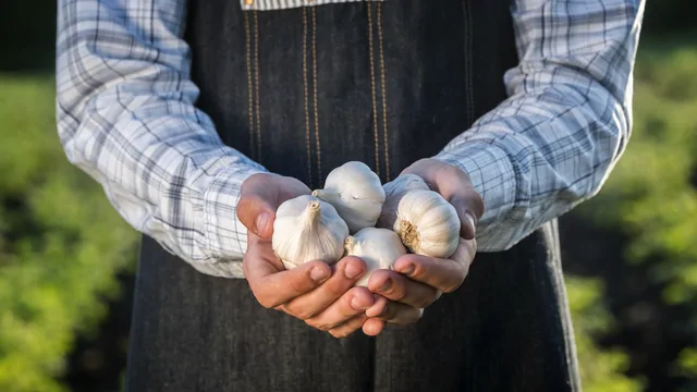Knoblauch – Bild 4 von 16