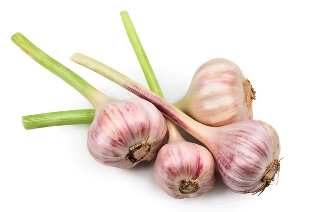 Knoblauch – Bild 12 von 16
