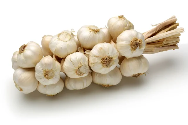 Knoblauch – Bild 16 von 16
