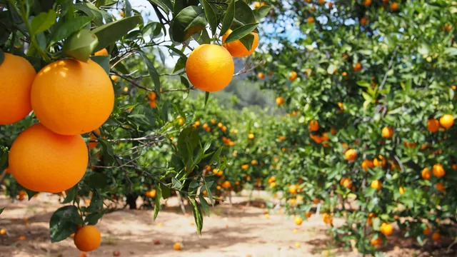 Orangen – Bild 1 von 15