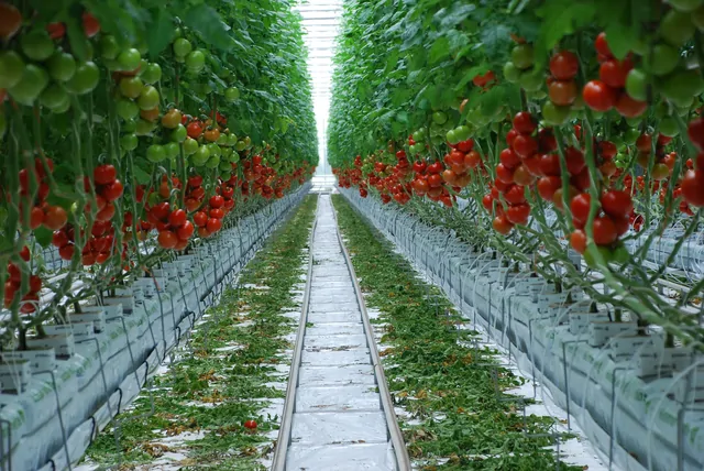 Tomaten – Bild 1 von 13
