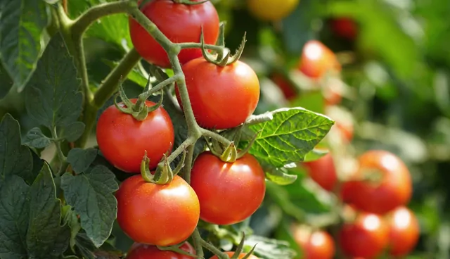 Tomaten – Bild 2 von 13